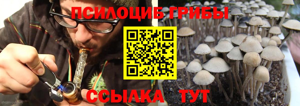Галлюциногенные грибы Cubensis Северобайкальск